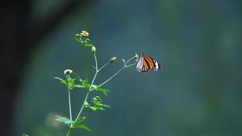 A beautiful monarch butterfly perched on a delicate wildflower Stock Footage 341925971