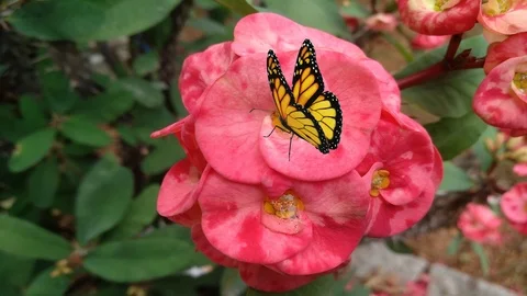 Beautiful monarch butterfly squeezing nectar from a flower in a garden Stock Footage 126081510