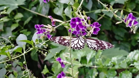 Beautiful Monarch butterfly taking nectar from a purple flower Stock Footage 287797162