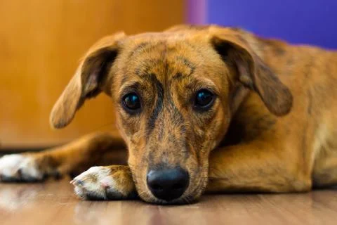 Beautiful mongrel dog, lying down on floor, looking to câmera Stock Photos