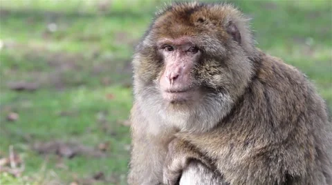 Beautiful Monkey Close Up - Barbary Macaques of Algeria &amp; Morocco Video stock 49049815