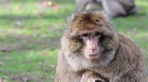 Beautiful Monkey Close Up - Barbary Macaques of Algeria &amp; Morocco Video stock 49049851