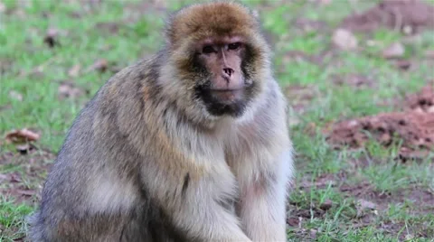 Beautiful Monkey Close Up Eating from Ground - Barbary Macaques Stock-Footage 49049835