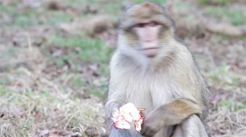 Beautiful Monkey Eating Apple Fruit Close Up - Barbary Macaques Stock-Footage 49049869