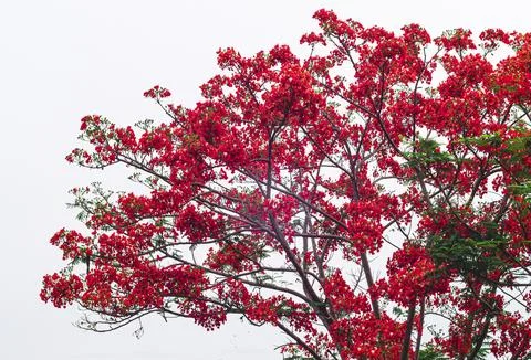 Beautiful Monkey Flower Tree Or Fire Of Pakistan In Thailand isolate on whi.. Stock Photos