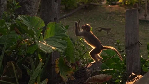 Beautiful monkey jumping with leaf under early morning golden sunlight Stock Footage 246992543