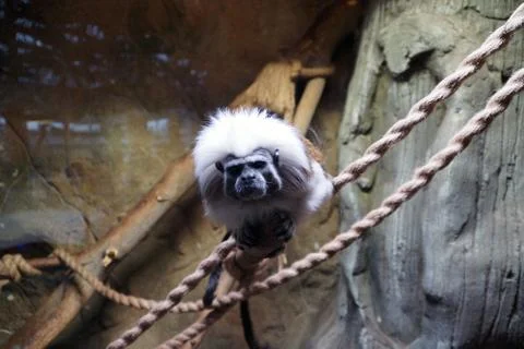 Beautiful monkey Stock Photos