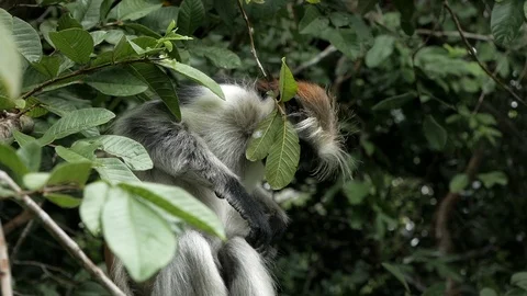 Beautiful monkey sits in the tree in the jungle and screams around. Slow Video stock 116187431
