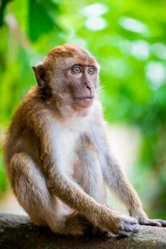 Beautiful monkey sitting in a park on a tree branch Stock Photos