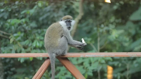 Beautiful monkey staring and eating bread Stock Footage 169666717
