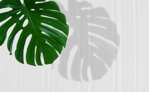 Beautiful monstera leaf casting shadow on white wall with pattern Foto stock