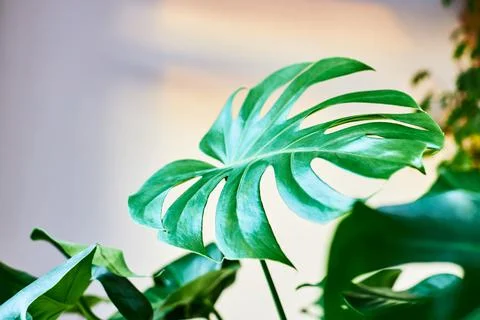 Beautiful monstera leaf close-up on a white wall background. Houseplants in pots Stock Photos
