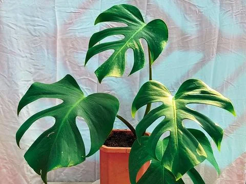 Beautiful Monstera in the pot. (6)edit Stock Photos