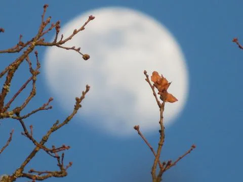Beautiful moon behind leaf tree takes out branch Stock Photos