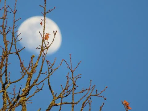 Beautiful moon behind leaf tree takes out branch Stock Photos
