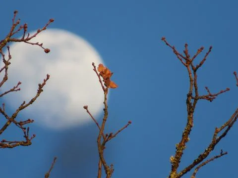 Beautiful moon behind leaf tree takes out branch Stock Photos