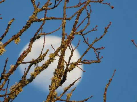 Beautiful moon behind leaf tree takes out branch Photos