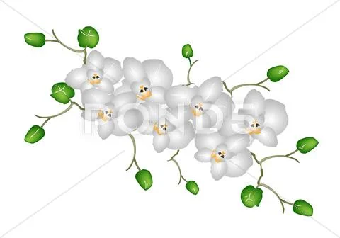 Beautiful Moon Orchids Isolated on White Background Stock Illustration