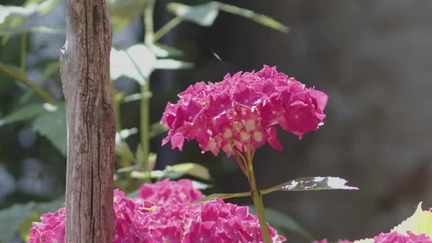 Beautiful mophead hydrangea flower 4K video Stock Footage 252855416