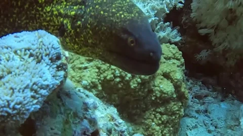 Beautiful moray eel on the reefs of the Red Sea Stock Footage 246632240