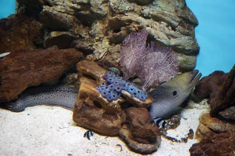 Beautiful moray eels Stock Photos