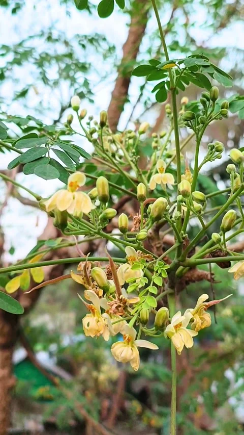 The beautiful moringa oleifera tree flower. Stock Footage 313360161