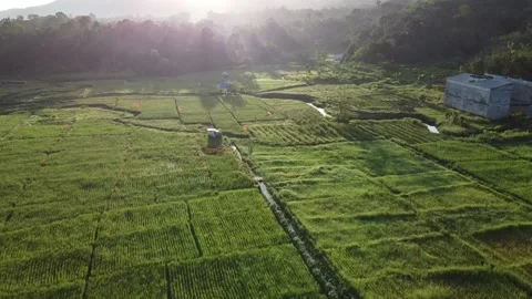 Beautiful morning in the fields Stock Footage 135425151