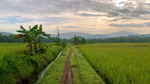 Beautiful morning in the fields Stockbeeldmateriaal 232352926