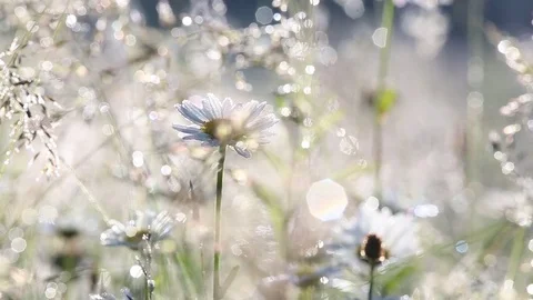 Beautiful morning nature floral background. Stock Footage