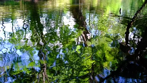 Beautiful morning river in the forest.trees reflection on the water Stock Footage 138622683