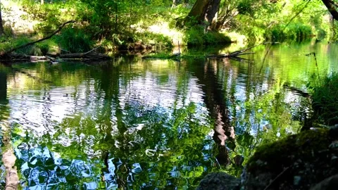 Beautiful morning river in the forest.trees reflection on the water Stock Footage 138622684