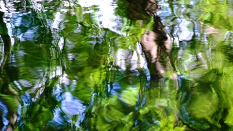 Beautiful morning river in the forest.trees reflection on the water Video stock 138622687