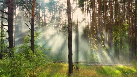 Beautiful morning scene, sun rays break ... | Stock Video | Pond5