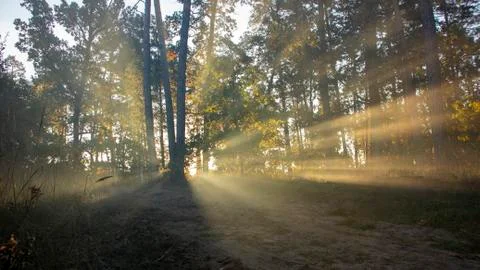 Beautiful morning scene, sun rays break through the branches of trees. Stock Photos