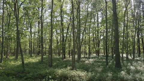 Beautiful morning in the spring pine forest Stock Footage 131655641