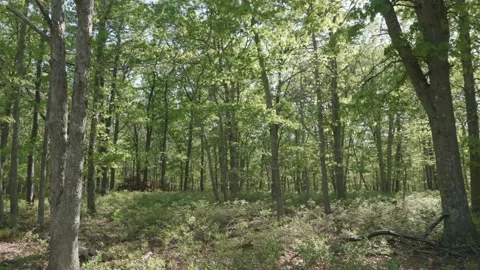 Beautiful morning in the spring pine forest Stock Footage 131655664