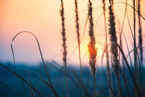 Beautiful morning. Sun is rising behind the wheat field. Стоковые фото