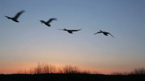 Whooper Swans Stock Videos – Royalty-Free HD & 4K Videos