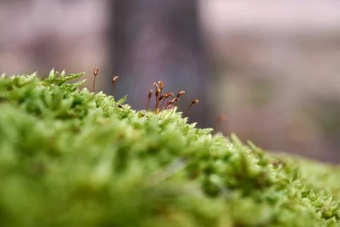 Beautiful moss background in the forest Stock Photos