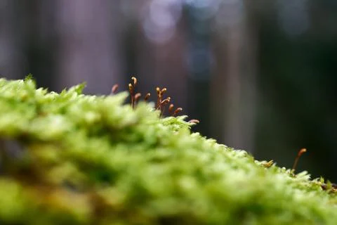 Beautiful moss background in the forest Stock Photos
