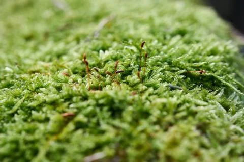 Beautiful moss background in the forest Stock Photos