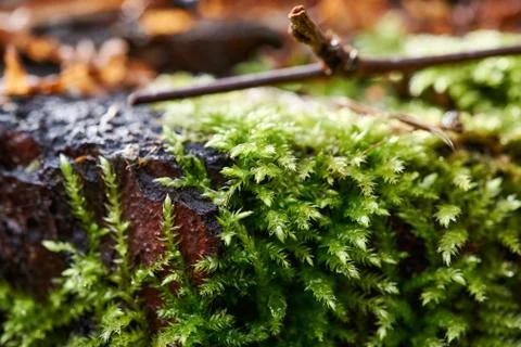 Beautiful moss background in the forest Stock Photos