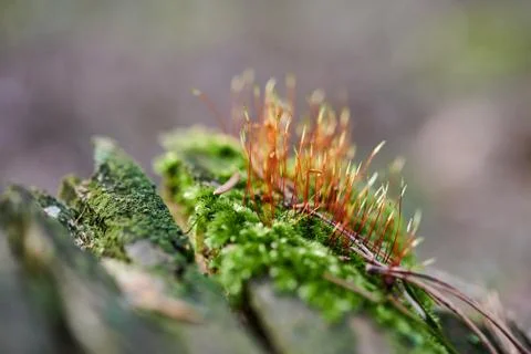 Beautiful moss background in the forest Stock Photos