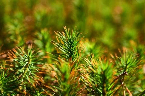 Beautiful moss background in the forest Stock Photos