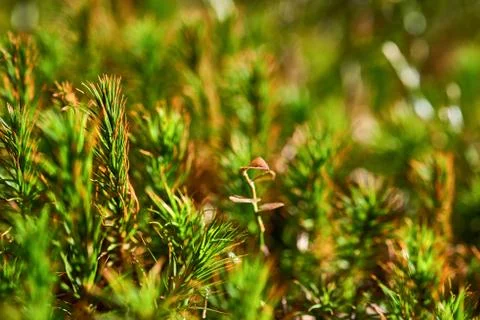 Beautiful moss background in the forest Stock Photos