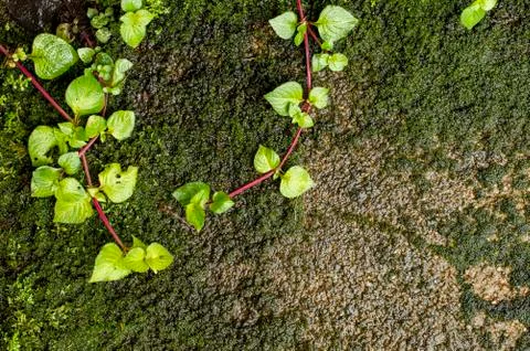 Beautiful moss background  Stock Photos