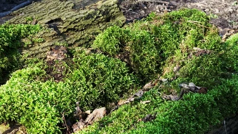 Beautiful moss in the Dutch forests Video stock 126721605