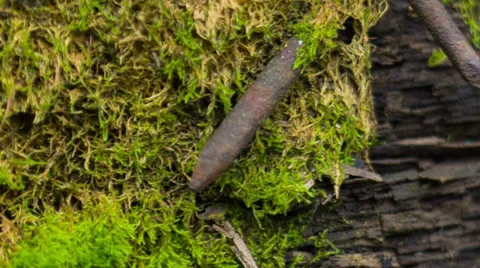 Beautiful moss Stock Footage 33295265