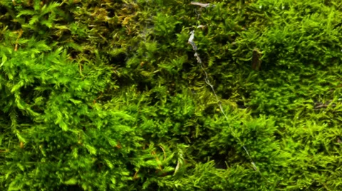 Beautiful moss Stock Footage 33295346