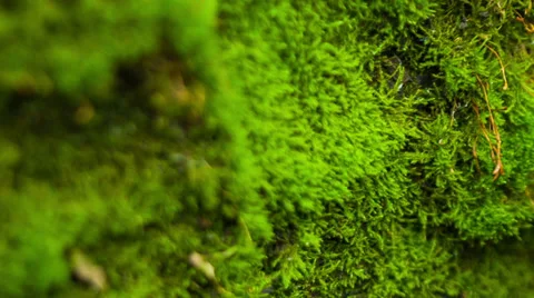 Beautiful moss Stock Footage 33295422